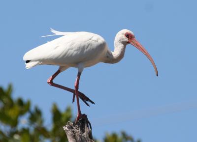 White Ibis