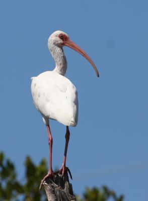 White Ibis