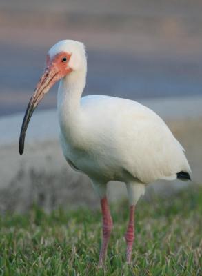 White Ibis