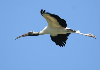 Wood Stork