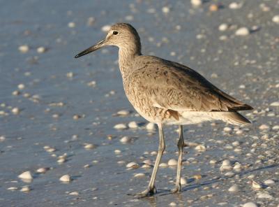 Willet