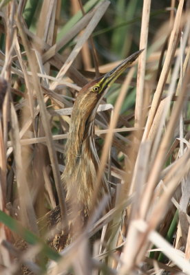 American Bittern