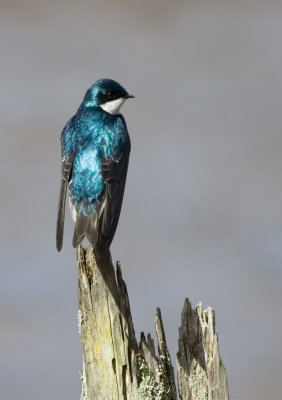 Tree Swallow