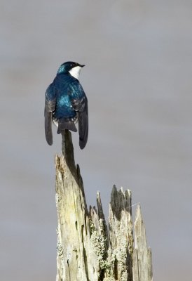 Tree Swallow