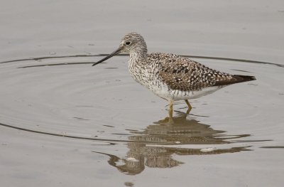 Greater Yellowlegs