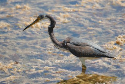 Tri-colored Heron