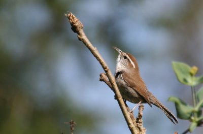 Bewick's Wren