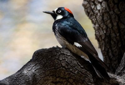 Acorn Woodpecker