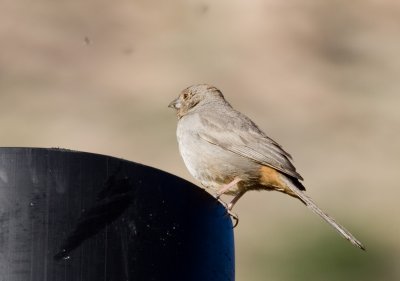 Canyon Towhee