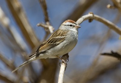 Chipping Sparrow