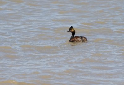 Eared Grebe