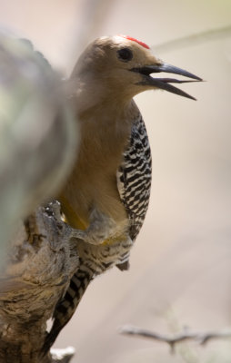 Gila Woodpecker