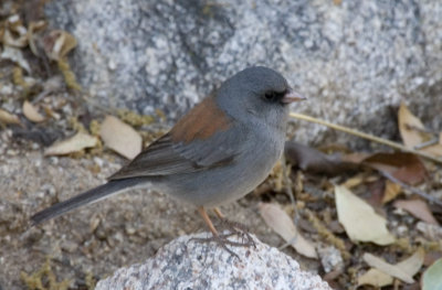 Gray-headed Junco