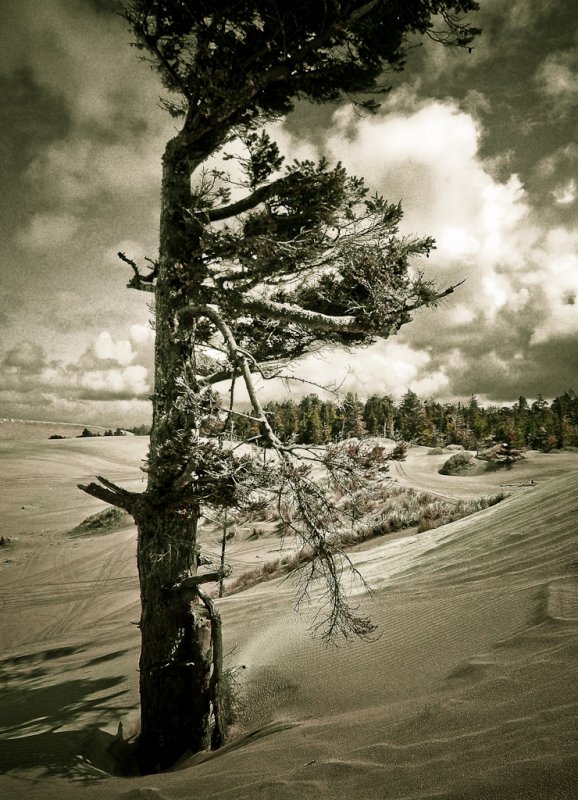 Oregon Coast Sand Dunes
