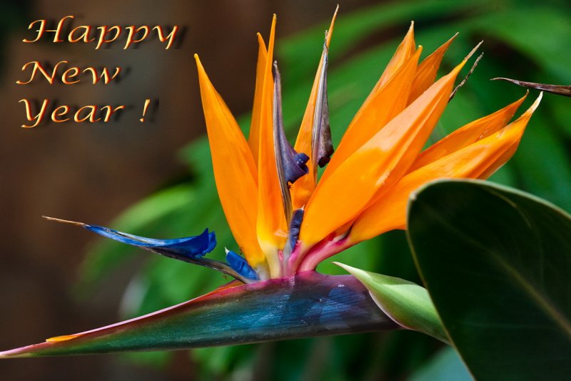 I wish you all a happy, safe and prosperous New Year