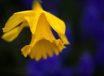 Shy yellow