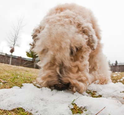 Make way for the snow plough