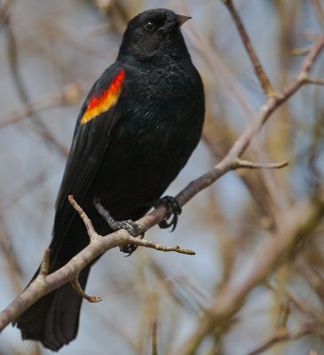 Red Winged Black Bird