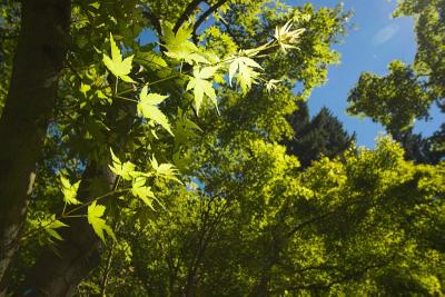 Green Maple Leaves 2