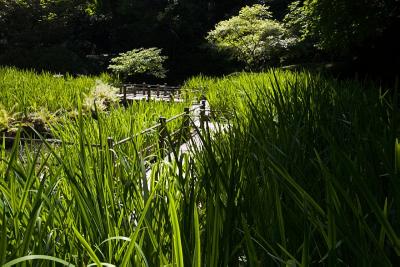 Pond Walkway 2