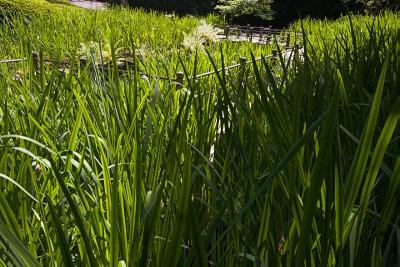 Pond Walkway 3