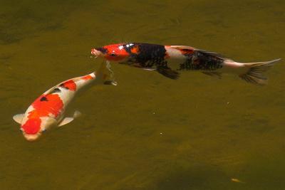 Koi 1