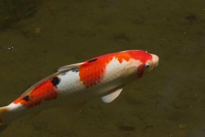 Koi 2