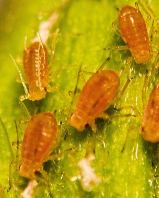 Aphids (Pain in the ......)