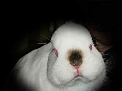Easter bunny