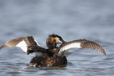 Great Crested Grebe (Podiceps cristatus)