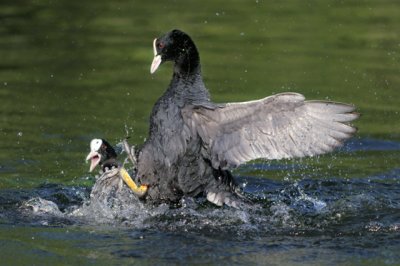 Eurasian Coot (Fulica atra)