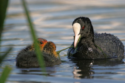 Eurasian Coot (Fulica atra)