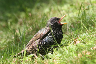 Common Starling (Sturnus vulgaris)