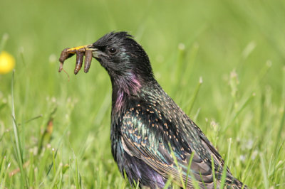 Common Starling (Sturnus vulgaris)