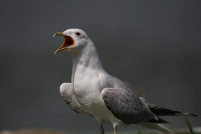 Common Gull (Larus canus)