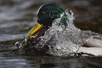 Mallard (Anas platyrhynchos)