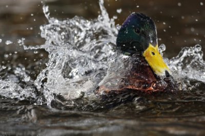 Mallard (Anas platyrhynchos)