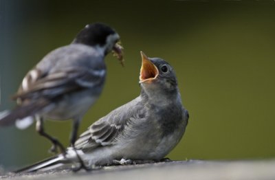 White wagtail (Motocilla alba)