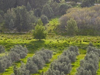    Shades of green.