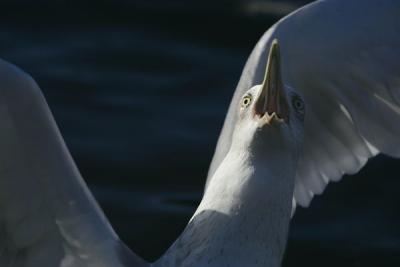 Herring Gull(Larus argentatus)