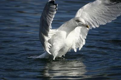 Herring Gull(Larus argentatus)