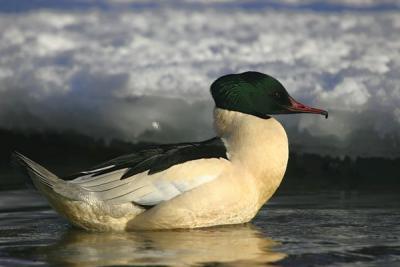 Goosander((Mergus merganser (Male))