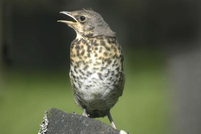  Juvenile Song Thrush (Turdus philomelos)