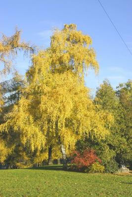 Birch in autumn