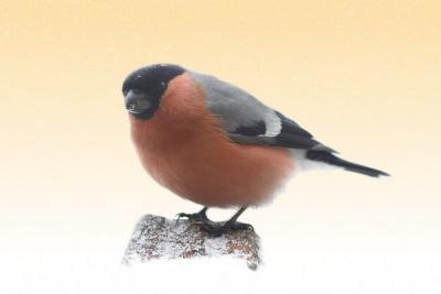 Eurasian Bullfinch (Pyrrhula pyrrhula)