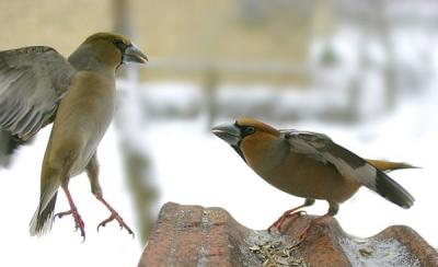 Fighting.Hawfinch (Coccothraustes coccothraustes)