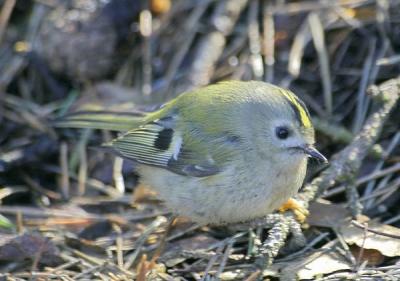 Goldcrest (Regulus regulus)