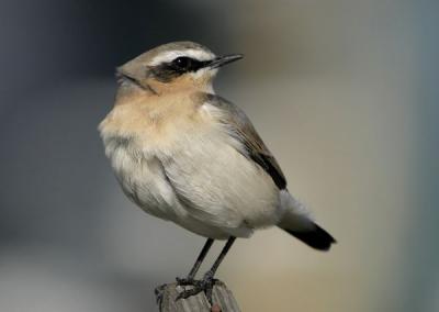 Northern Wheatear (Oenanthe oenanthe)