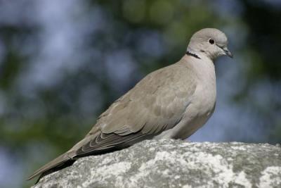 Eurasian Collared Dove (Streptopelia decaocto)