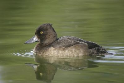 Tufted Duck.Female ( Aythya fuligula)